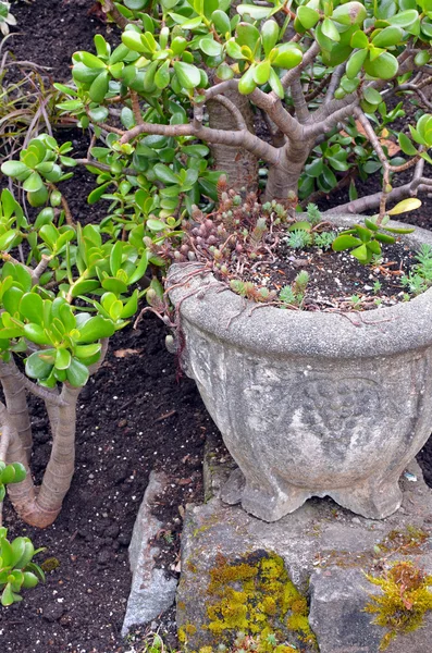 東洋のヒスイの植物 — ストック写真