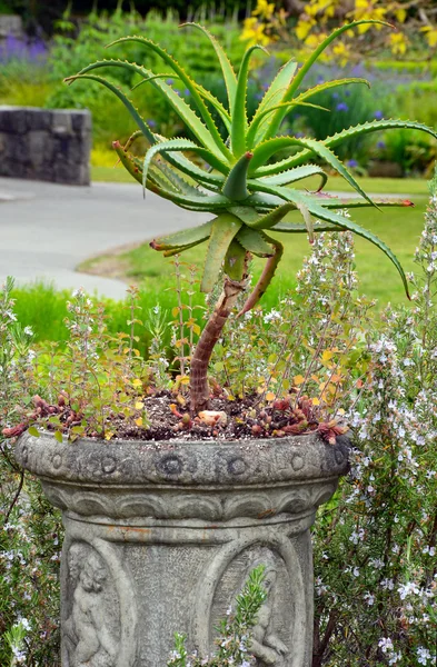 アロエのサボテンの植物 — ストック写真
