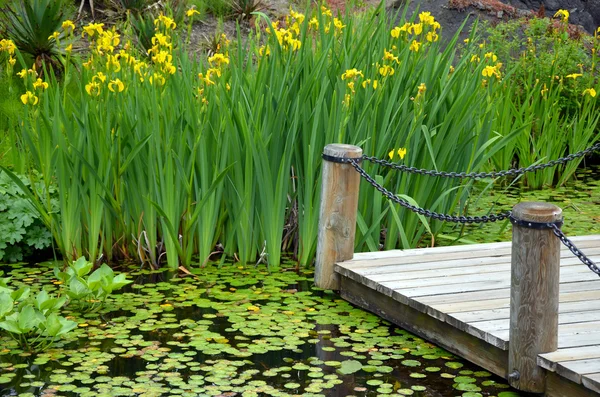 Botanical garden pond — Stock Photo, Image