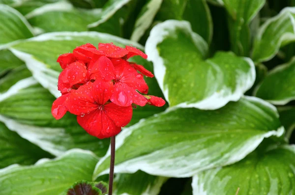 Červená květina geranium — Stock fotografie
