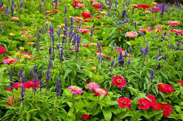 Colorato giardino inglese di campagna — Foto Stock