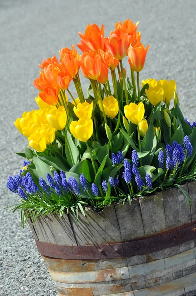 Tulip hordó — Stock Fotó
