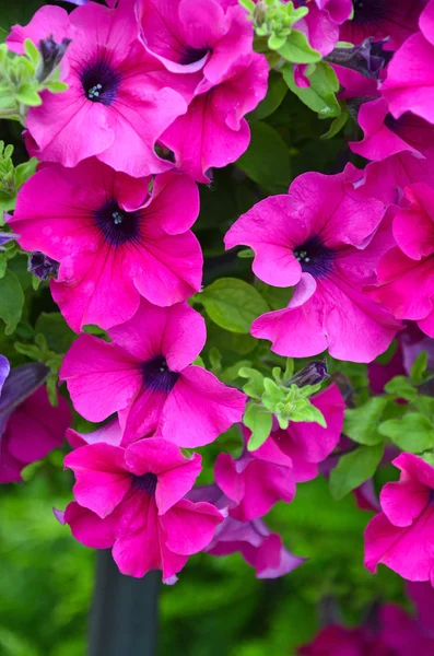 Hermosas petunias rosadas —  Fotos de Stock