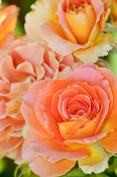 Pomarańczowy hybrydowy herbaty rose — Zdjęcie stockowe