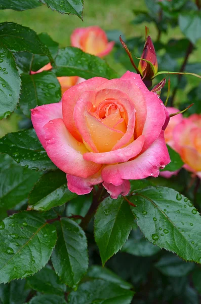 Pink rose és az esőcseppek — Stock Fotó