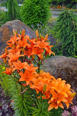 Orange lily garden clipart