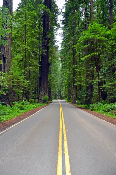 stock image Forest highway