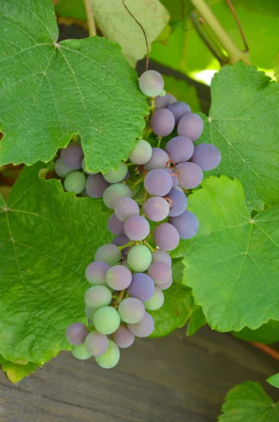 Concord grapes — Stock Photo, Image
