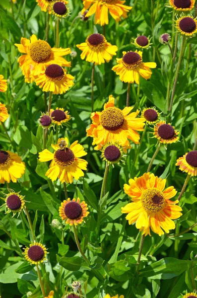 Yellow echinacea garden — Stock Photo, Image