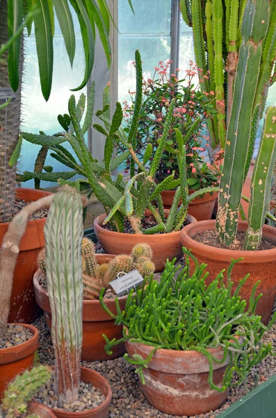 Cactus broeikasgassen — Stockfoto