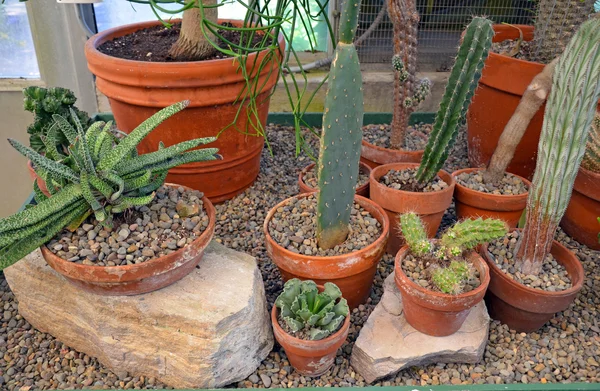Cactus broeikasgassen — Stockfoto