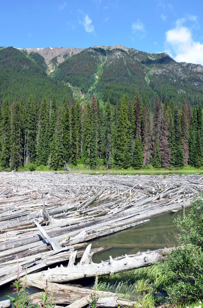 Mountain lake and logs — Stock Photo, Image