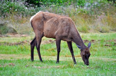 Elk otlatma