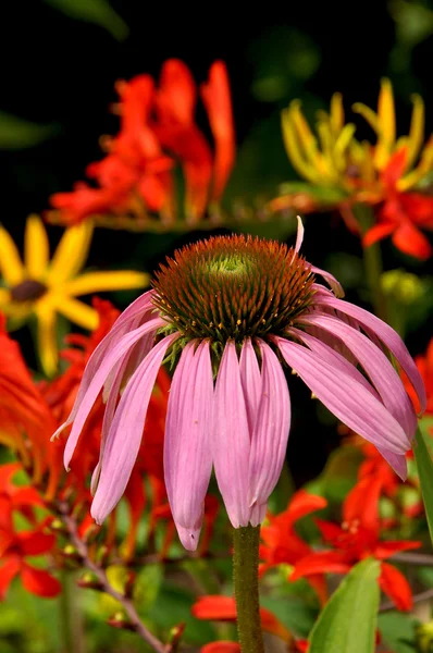 Singolo fiore di echinacea — Foto Stock