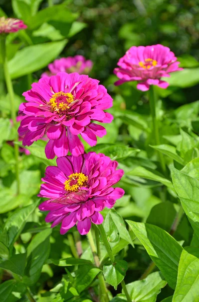 Purple zinnias — Stock Photo, Image