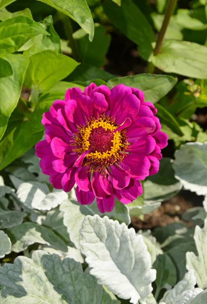 Mor zinnia çiçeği — Stok fotoğraf