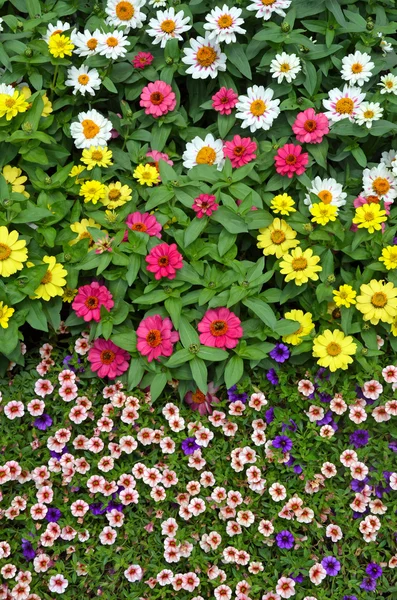 Colorful summer flowers — Stock Photo, Image