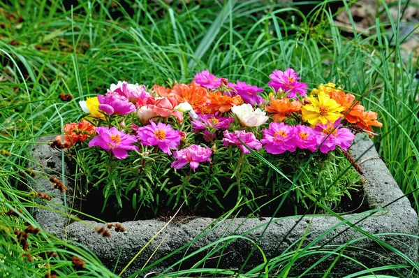 Colorful marigolds — Stock Photo, Image