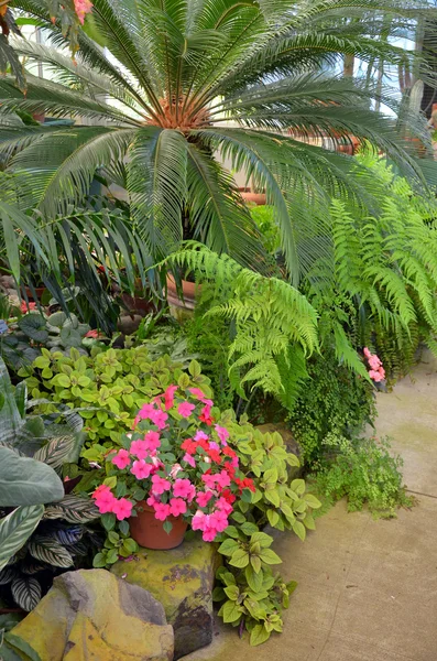 Tropiska växthuset — Stockfoto