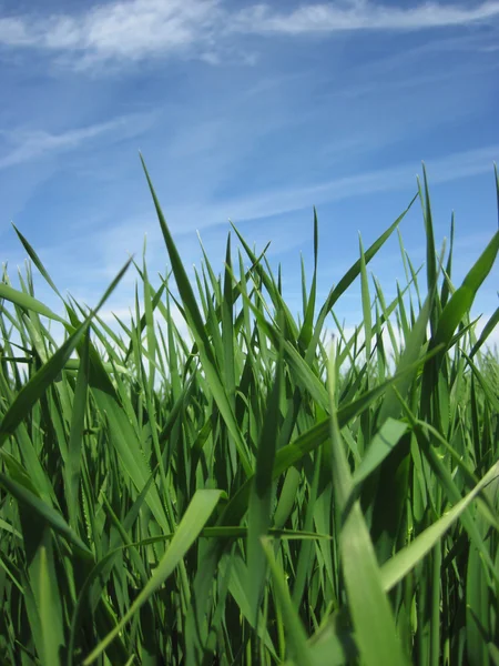 stock image Beautiful green grass under blue sky