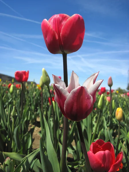 Szép tulipán mező tavasszal — Stock Fotó