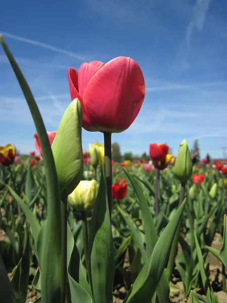 Belo campo de tulipas na primavera — Fotografia de Stock