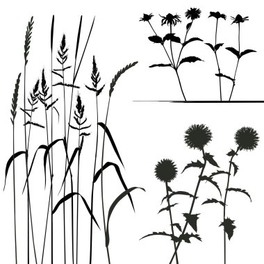 Collection, for designers, plant vector clipart