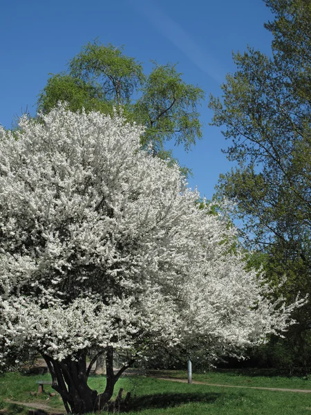 Bloeiende witte cherry bloemen op branch, op blauwe hemel — Stockfoto