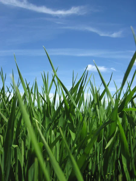 Beautiful green grass under blue sky — Stock Photo, Image
