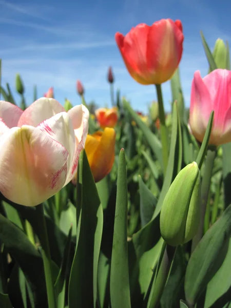 春の時間の美しいチューリップ フィールド — ストック写真