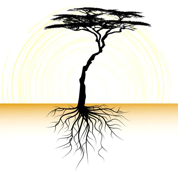 Árvore de acácia com uma raiz — Vetor de Stock