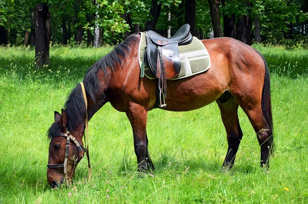 Koń pastwiskowy na trawniku — Zdjęcie stockowe