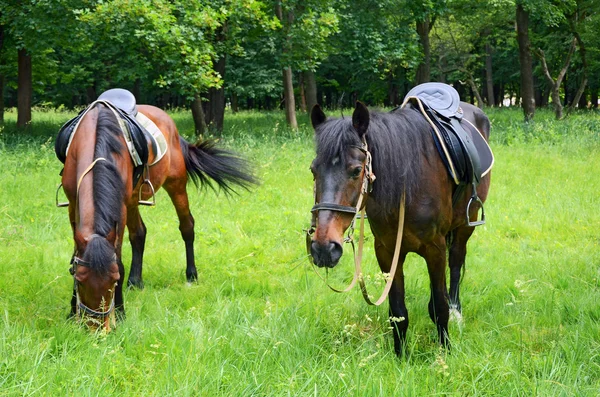 Konie na trawniku — Zdjęcie stockowe