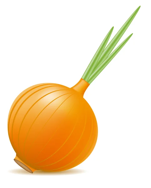 Onion vector illustration — Stock Vector
