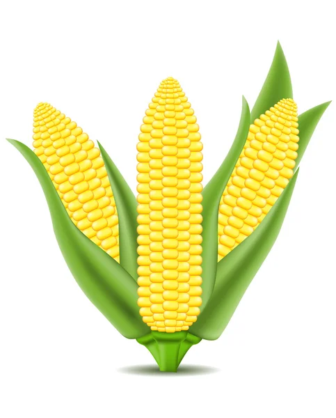 Kukorica vektoros illusztráció — Stock Vector