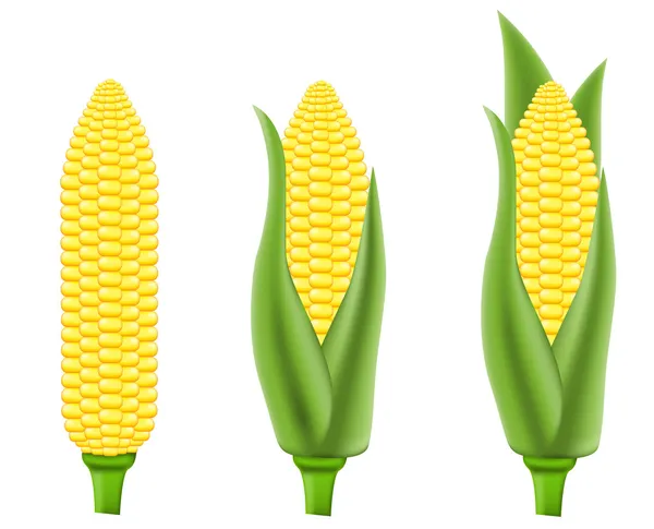 Ilustración del vector de maíz — Vector de stock