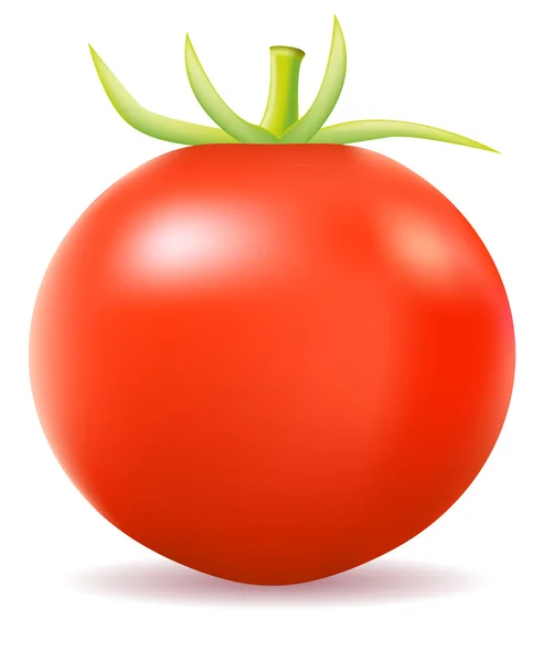 Tomato vector illustration — Stock Vector