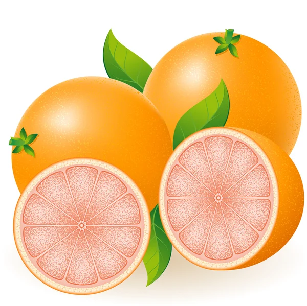 Grapefruit vektoros illusztráció — Stock Vector