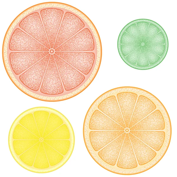 Sada citrusů v řezu oranžové citron vápno grapefruitu — Stockový vektor