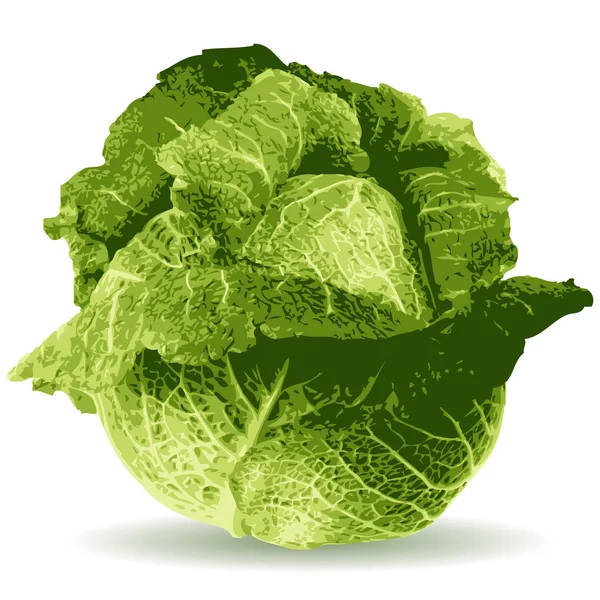 Cabbage illustration — Stock Photo, Image