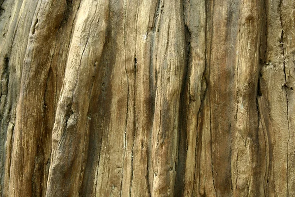 Dead tree trunk background — Stock Photo, Image