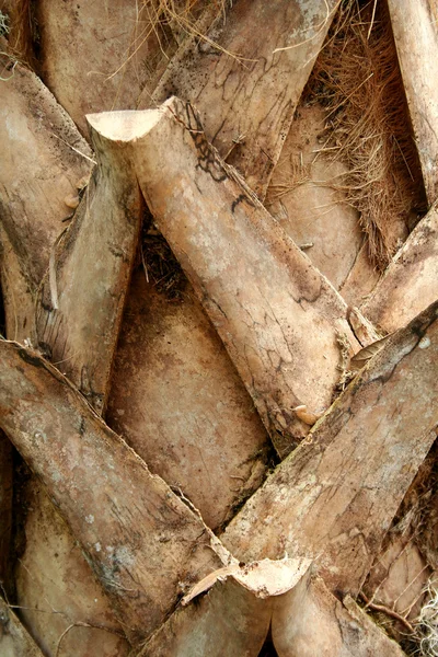 stock image Palm tree trunk background