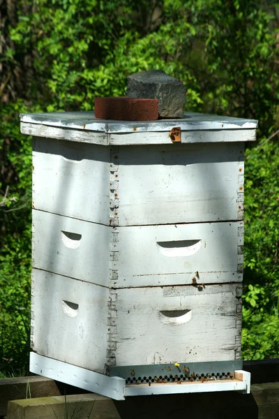 蜂巢 — 图库照片