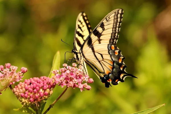 Wschodniej tiger swallowtail motyl — Zdjęcie stockowe