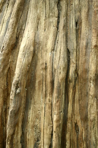 Фон тулуба мертвого дерева — стокове фото