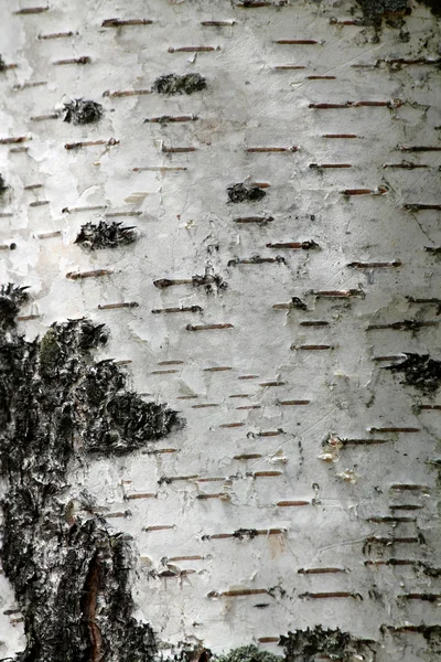 白樺ツリー — ストック写真