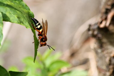 Cicada killer wasp clipart