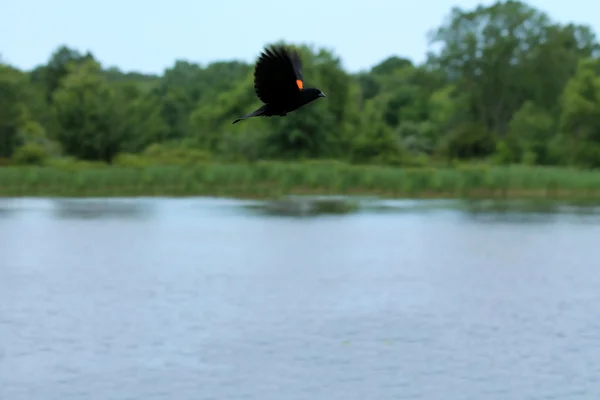 Uccello nero alato rosso — Foto Stock