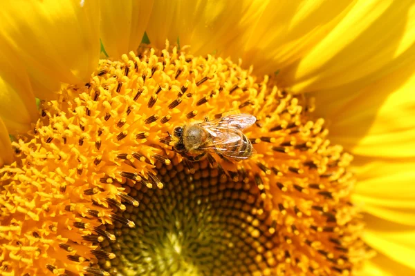 Girassol com mel abelha — Fotografia de Stock
