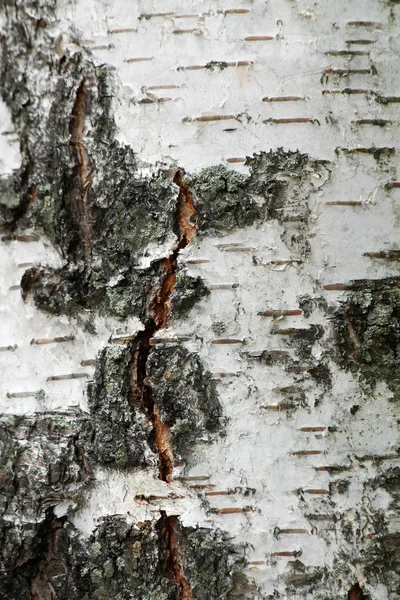 백 화 나무 나무 — 스톡 사진